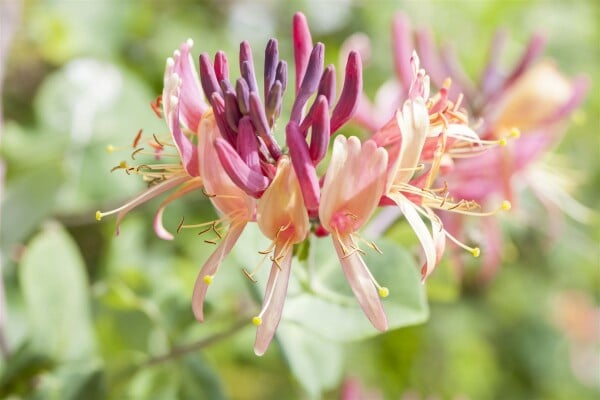 Lonicera periclymenum Serotina 60- 100 cm