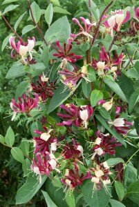 Lonicera periclymenum Serotina 60- 100 cm