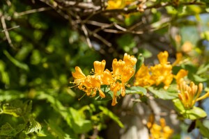 Lonicera tellmanniana 60- 100 cm