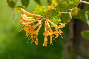 Lonicera tellmanniana 60- 100 cm