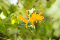 Lonicera tellmanniana 60- 100 cm