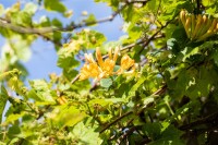 Lonicera tellmanniana 60- 100 cm