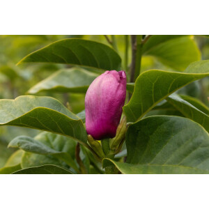 Magnolia Black Tulip 60-  80 cm