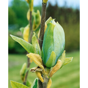 Magnolia Blue Opal 7L 60-  80