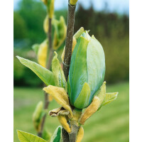 Magnolia Blue Opal 60- 80 cm