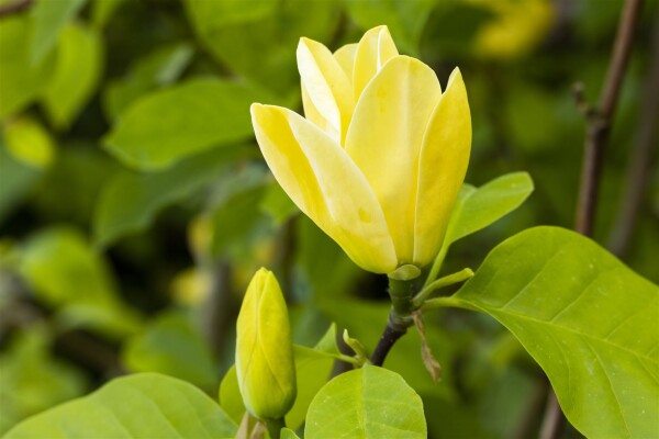 Magnolia Daphne 60- 80 cm