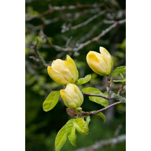 Magnolia Daphne 60- 80 cm