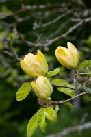 Magnolia Daphne 60- 80 cm