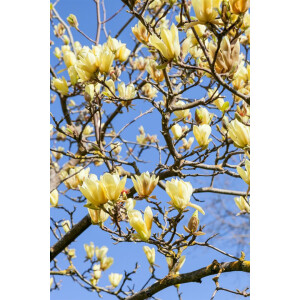 Magnolia Sunsation 60- 80 cm