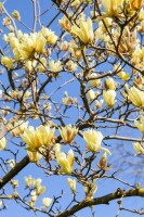 Magnolia Sunsation 60- 80 cm