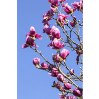 Magnolia liliiflora Nigra 5L 40-  60