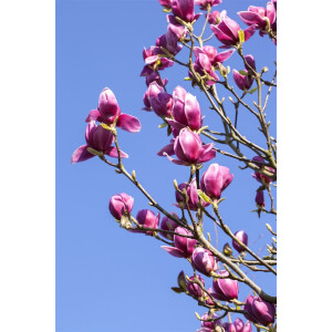 Magnolia liliiflora Nigra C 10 80- 100
