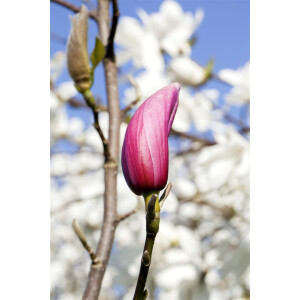 Magnolia liliiflora Nigra C 10 80- 100
