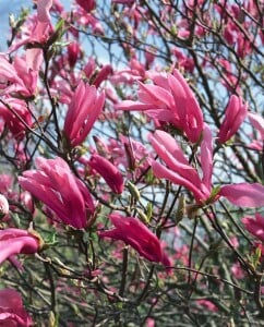 Magnolia liliiflora Susan 10L 80- 100