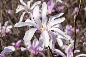 Magnolia liliiflora Susan 10L 80- 100