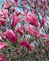 Magnolia liliiflora Susan 10L 80- 100