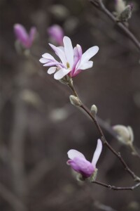 Magnolia soulangiana 3L 40-  60