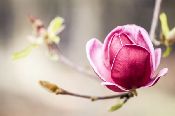 Magnolia soulangiana Genie  -R- 60- 80 cm