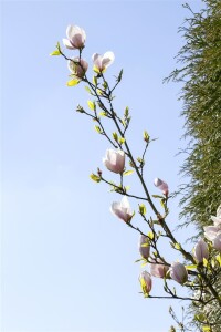 Magnolia soulangiana Genie  -R- 60- 80 cm