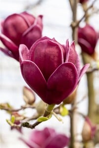 Magnolia soulangiana Genie  -R- 60- 80 cm