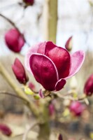 Magnolia soulangiana Genie  -R- 60- 80 cm