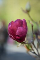 Magnolia soulangiana Genie  -R- 60- 80 cm