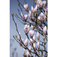 Magnolia soulangiana Heaven Scent 5L 40-  60