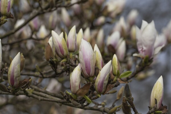 Magnolia soulangiana alba Superba 7,5L 100- 120