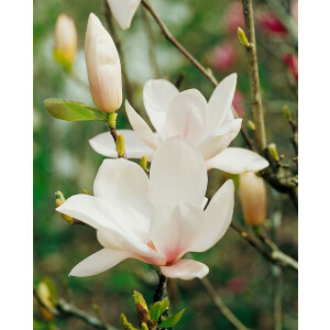Magnolia soulangiana alba Superba 7,5L 100- 120