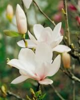 Magnolia soulangiana alba Superba 7,5L 100- 120