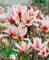 Magnolia soulangiana alba Superba 7,5L 100- 120