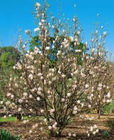 Magnolia soulangiana alba Superba 7,5L 100- 120