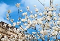 Magnolia soulangiana alba Superba 7,5L 100- 120