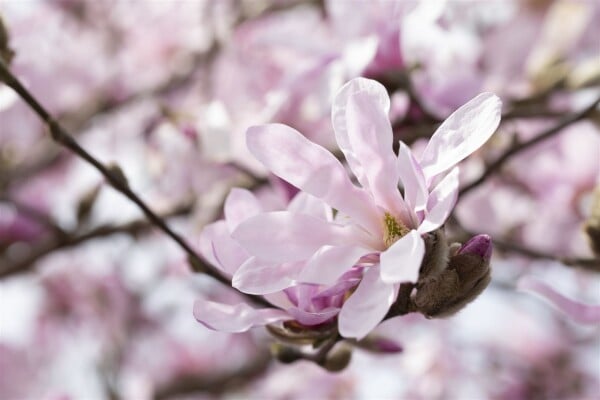 Magnolia stellata Rosea 10L 80- 100