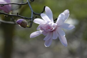 Magnolia stellata Rosea 10L 80- 100