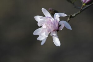 Magnolia stellata Rosea 10L 80- 100