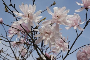 Magnolia stellata Rosea 10L 80- 100