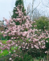 Magnolia stellata Rosea 10L 80- 100