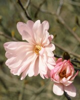 Magnolia stellata Rosea 10L 80- 100