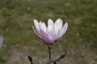 Magnolia stellata Rosea 10L 80- 100