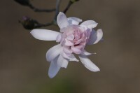 Magnolia stellata Rosea 10L 80- 100