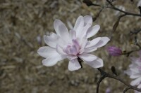 Magnolia stellata Rosea 10L 80- 100