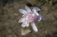 Magnolia stellata Rosea 10L 80- 100