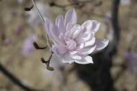 Magnolia stellata Rosea 10L 80- 100