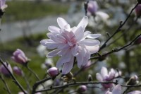 Magnolia stellata Rosea 10L 80- 100