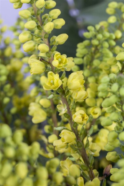 Mahonia media Winter Sun 5L 40-  60