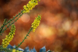 Mahonia media Winter Sun 5L 40-  60