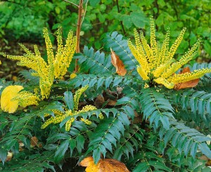 Mahonia media Winter Sun 5L 40-  60