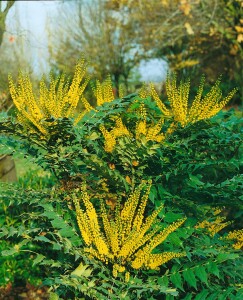 Mahonia media Winter Sun 5L 40-  60