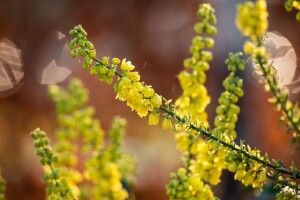 Mahonia media Winter Sun 5L 40-  60